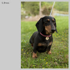 Initial Pet Tag - Rope