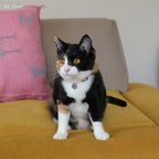 Initial Pet Tag - Snake