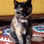 ワックス シール イニシャル 迷子札 | Wax Seal Initial Pet Tag